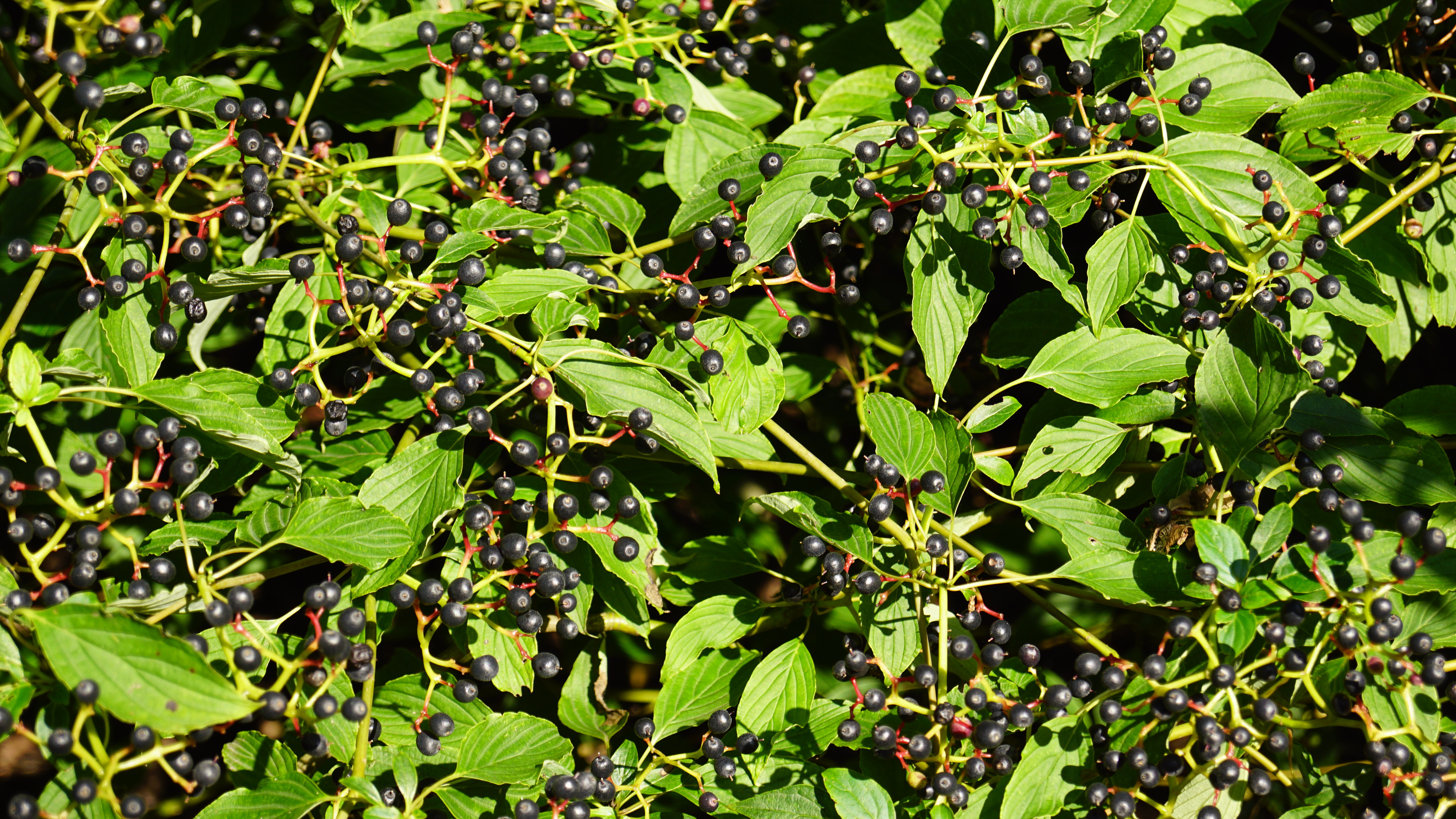 Cornus alternifolia (8)